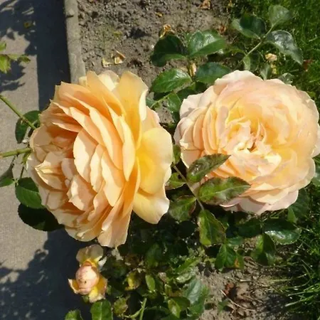Frühstückspension Les Belles De Mai